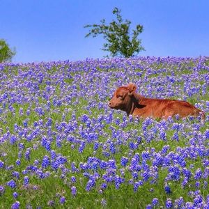 Meet your Posher, The Cow